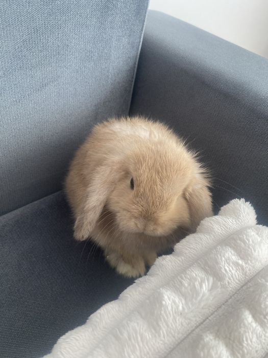 Kroliczek mini lop