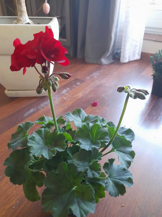 Pelargonie balkonowe