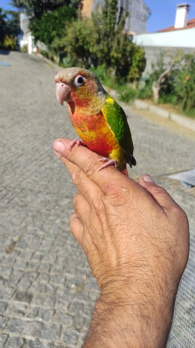 Piurra criada a mão domésticada