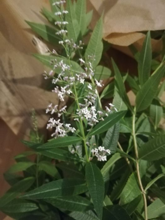 Lucia-Lima / Organic Lemon Verbena64741077921921124