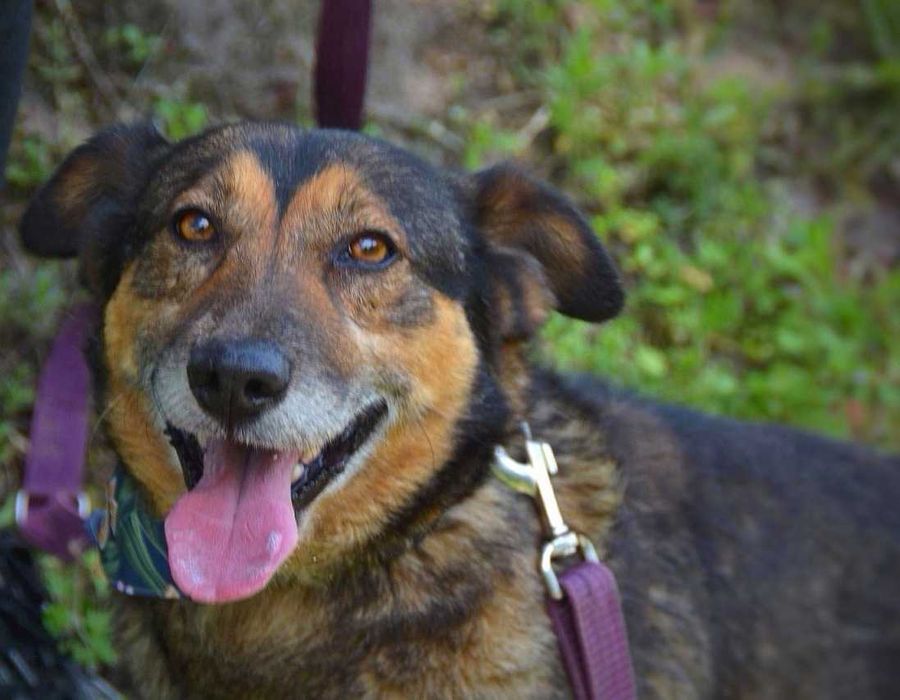 Wafelek - przyjazny, serdeczny słodziak czeka na dom! :)