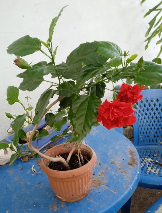 Продам гибискус махровый