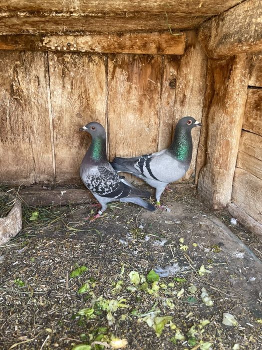 Golebie pocztowe z tipesami