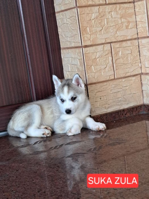 Husky Syberyjski