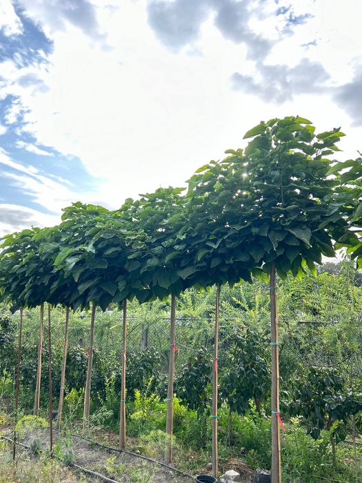 Катальпа, сакура, клен, береза, верба, бузок, сосна, ялина, туя,