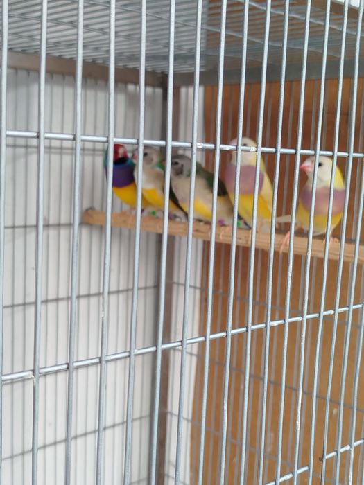 Vendo diamante gold