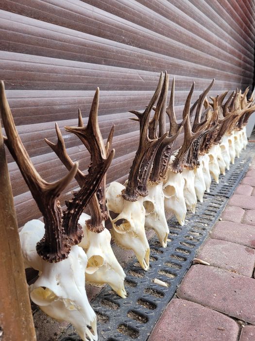 SKUP ROGÓW POROŻA PAROSTKI  kolekcje myśliwskie medalowe trofea