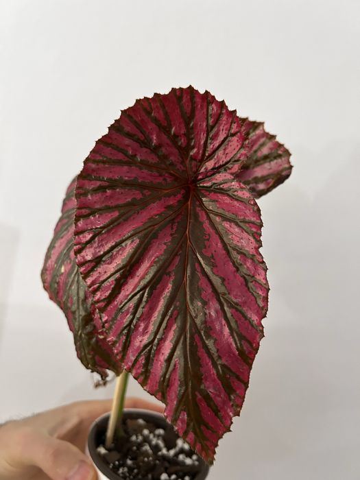 Begonia Brevirimosa