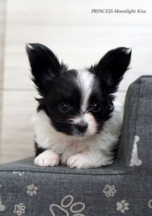 Suczka papillon ZKwP szczeniak spaniel miniaturowy