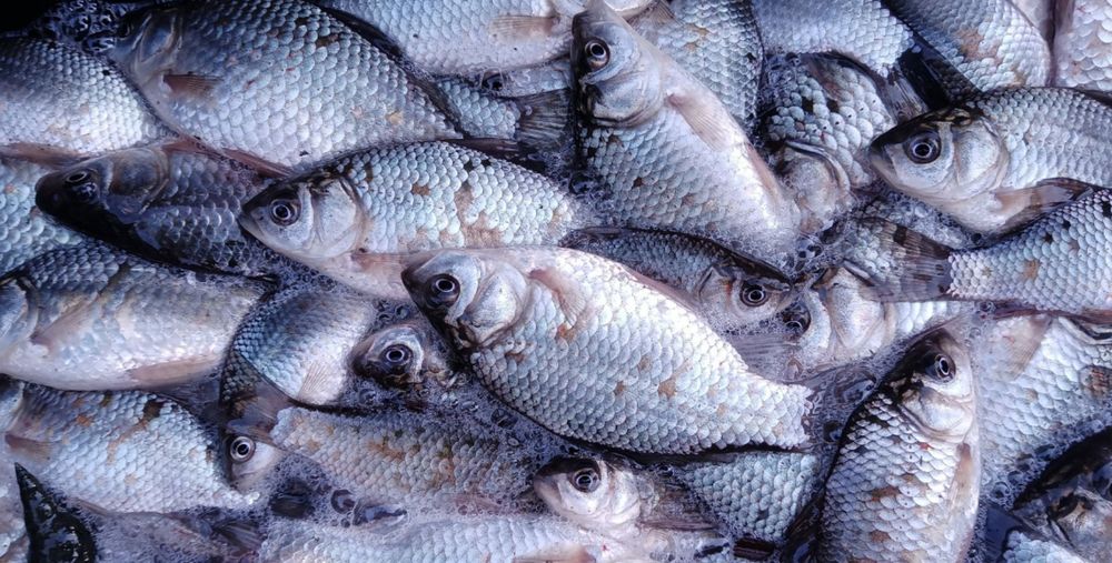 Karaś żywiec  1 zł sztuka. Łowiony pod zamówienie!!