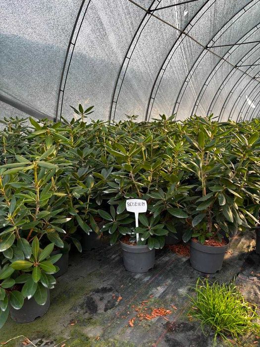 Rrododendron/Różanecznik Rasputin, Roseum, Eskimo, Percy
