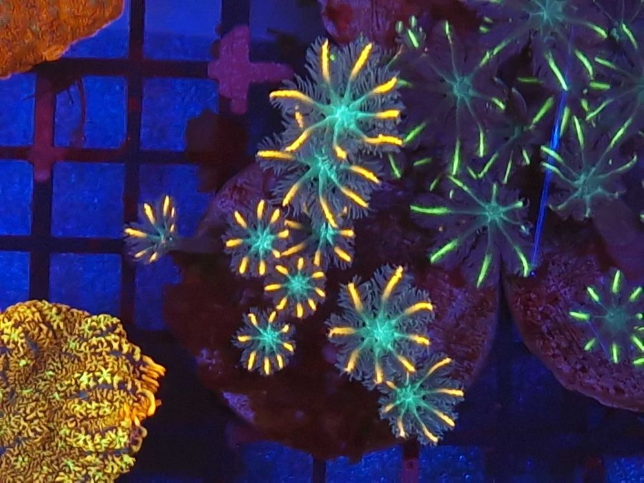 Clavularia Orange/Green Koralowce Akwarystyka Morska Poznań