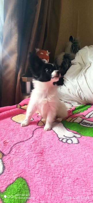 Мальчик папильон.