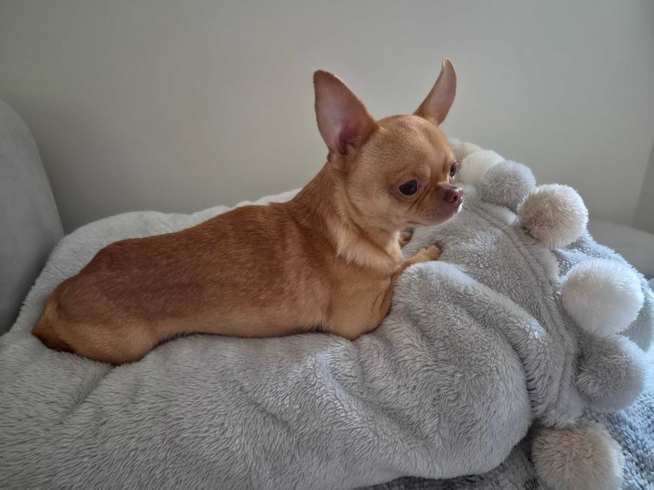 Chihuahua Reproduktor