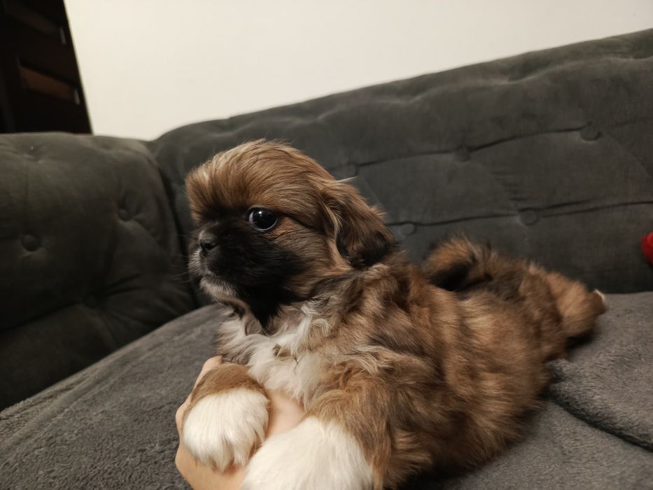 Pekinczyk Królewski