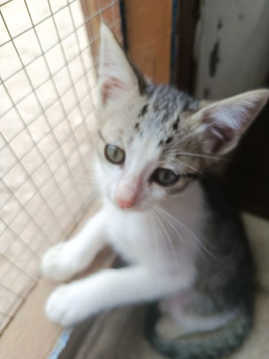 Gatinho bebé para adoção