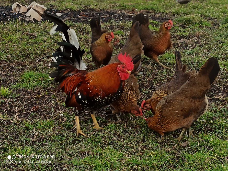 Liliputki karzełki polskie karzełek drób ozdobny kura