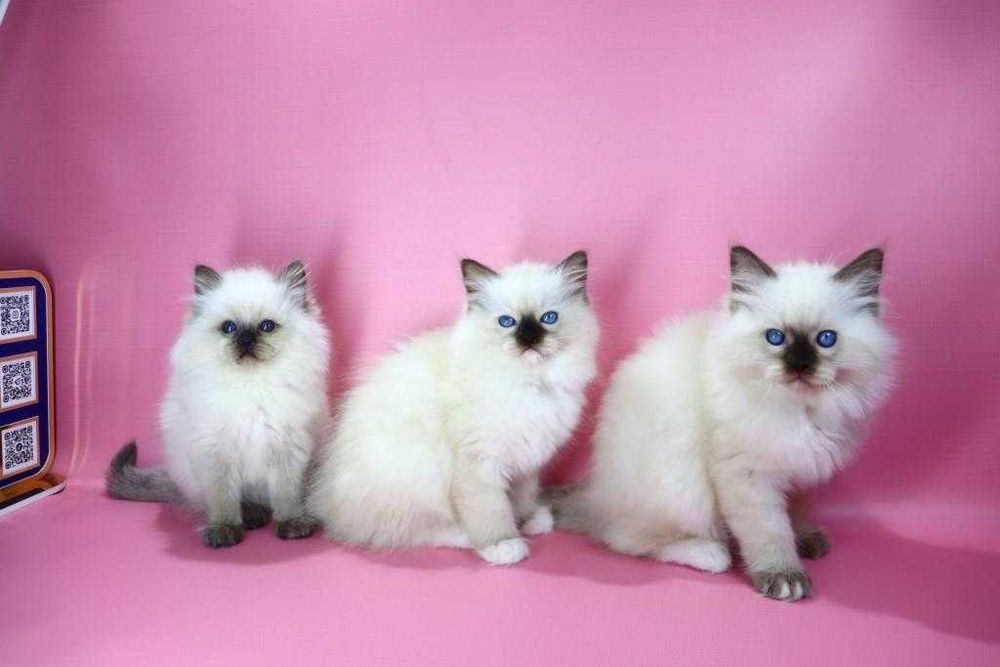 У продажу чарівні РЕГДОЛЛ//Ragdoll