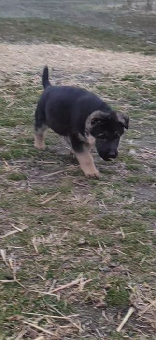 Продам щенков немецкой овчарки