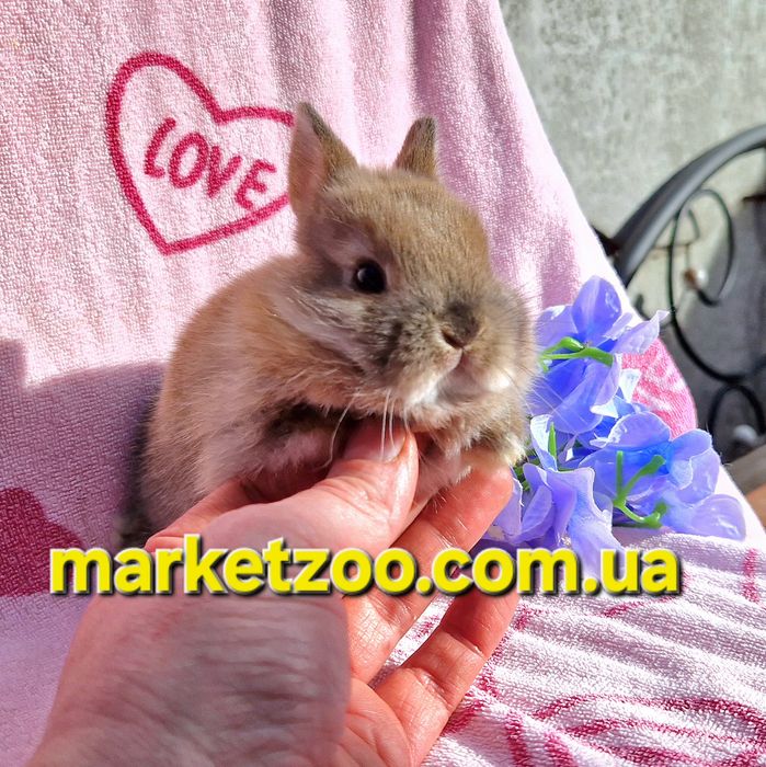 Справжній міні-кролик породи Netherland Dwarf чекає на свого господаря