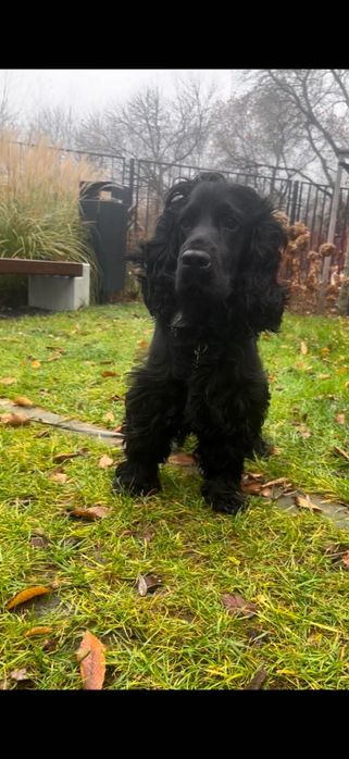 Spaniel do Adopcji