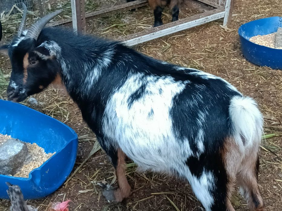 Vendo cabras/bodes anãos