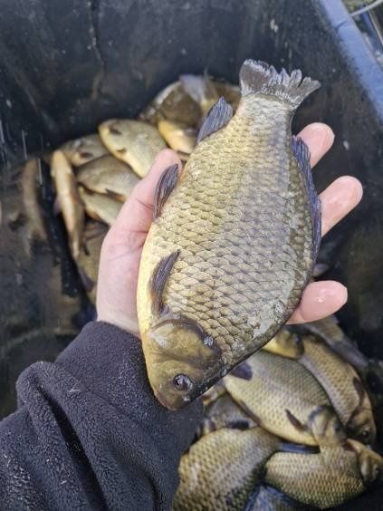 Witam posiadam narybek oraz kroczek karpia lin jazia
