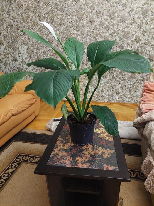 Спатифілум, сенсація, жіноче щастя