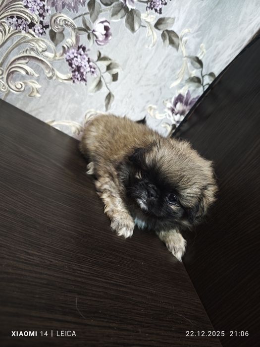 Продам Пікінесів