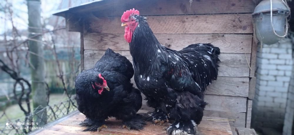Кури та півники чорного кохінхіна