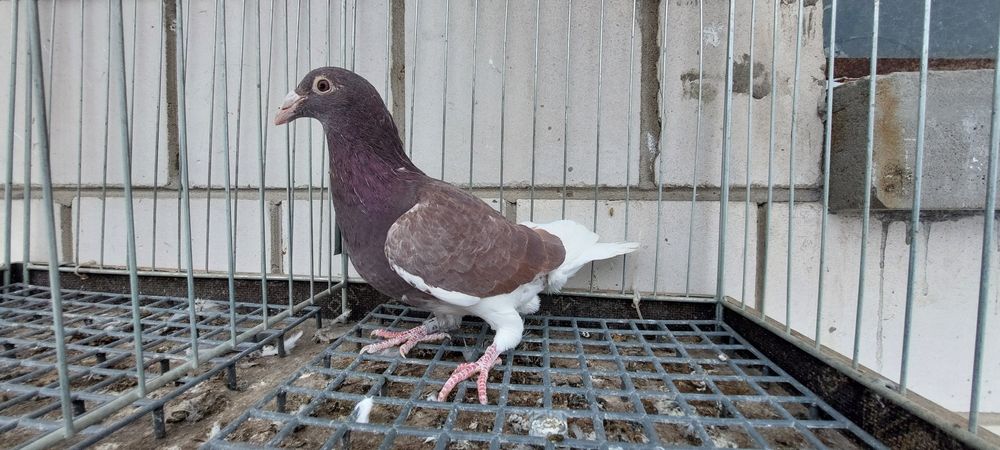 Gołębie staropolskie