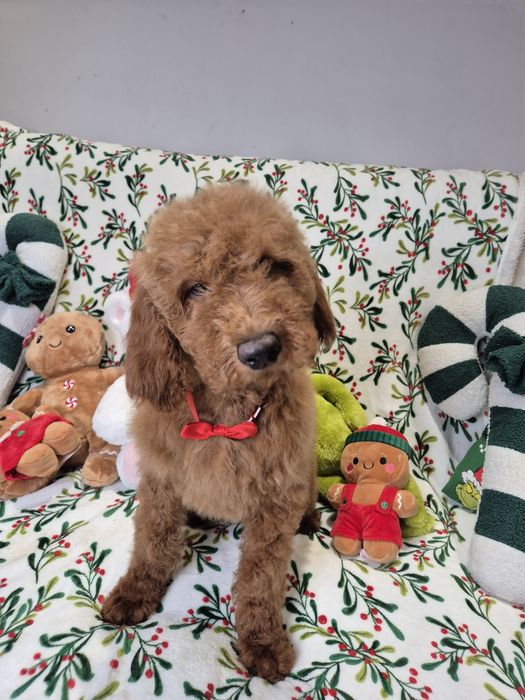 Goldendoodle f1b standard