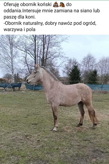 Obornik koński zamia na siano