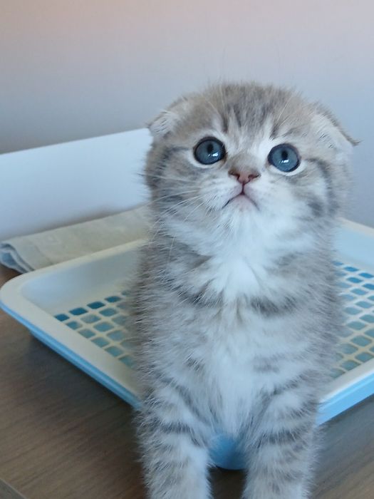 Scottish Fold Macho