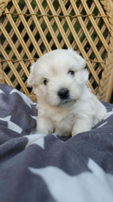 West Highland White Terrier