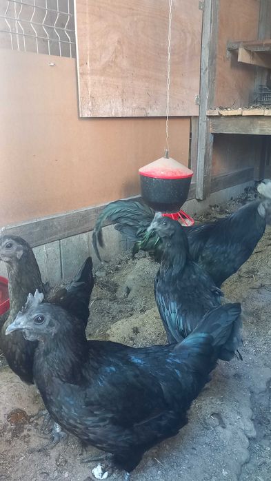 Ayam cemani czarne kury jaja lęgowe