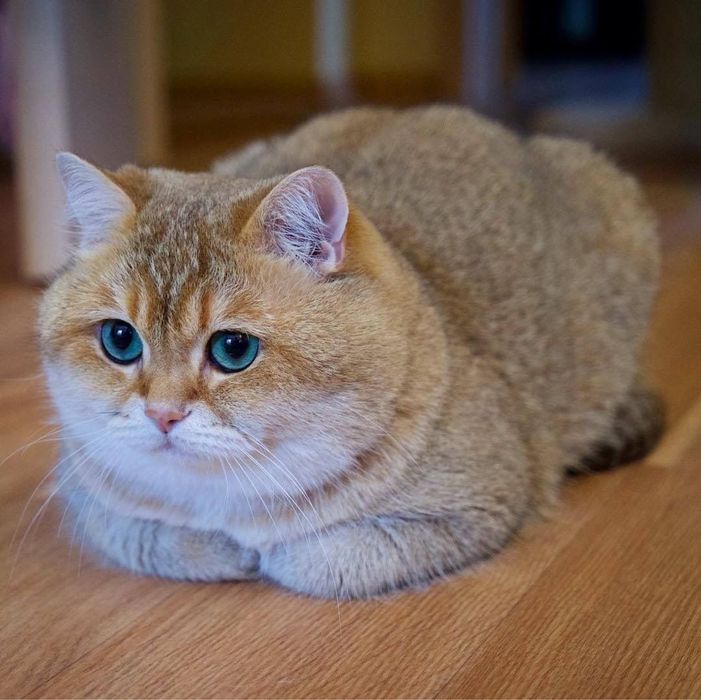 В‘язка золота шиншила