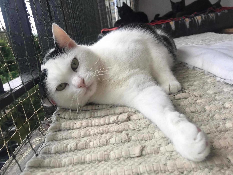 Kotka Czesia szuka cudownego domku