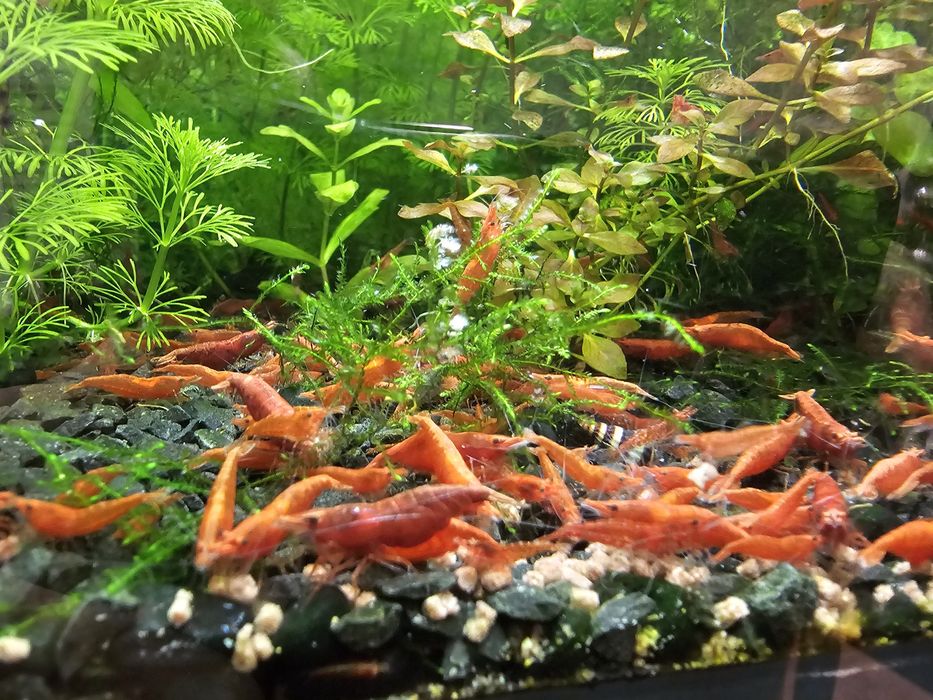 Krewetki red cherry- gratisy