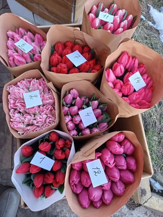 Український тюльпан опт та роздріб предзамовлення Украина 8 березня