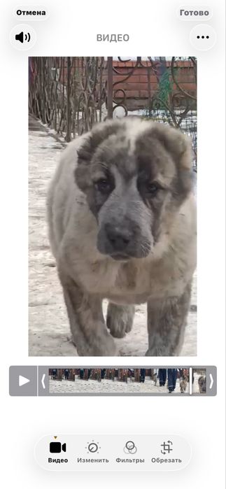 Кобель в тигровом окрасе.