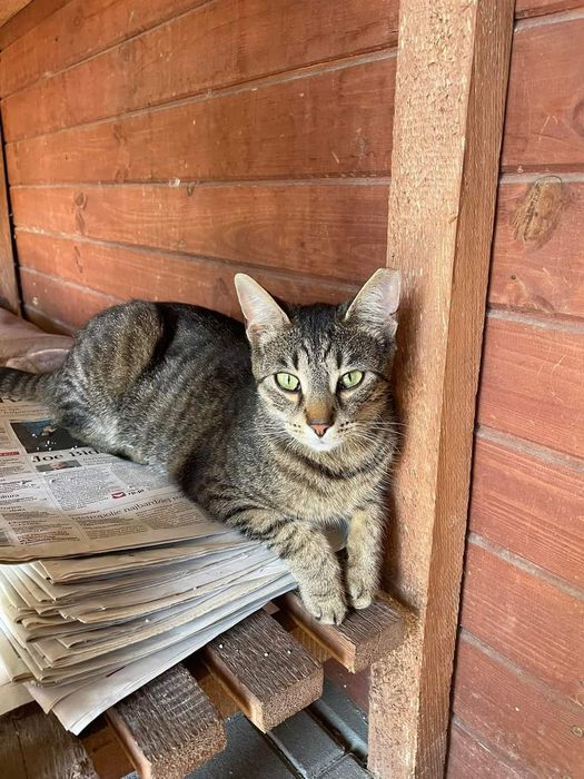 Kotki Bura i Plamka do adopcji!