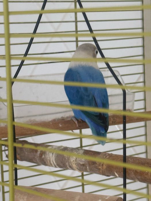 Vendo casal de Fischers