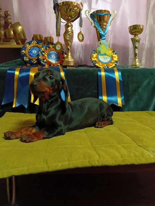 Щенки таксы стандарт с документами клуба