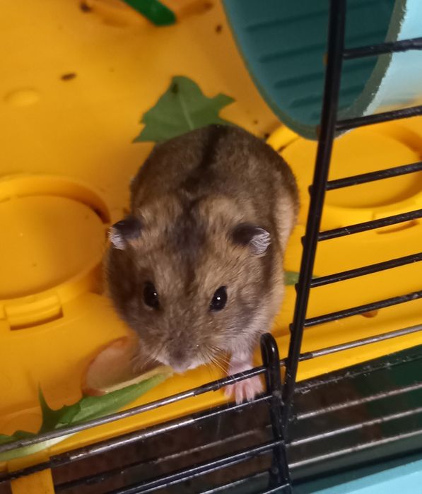 Джунгарские хомячки ,месячные малыши