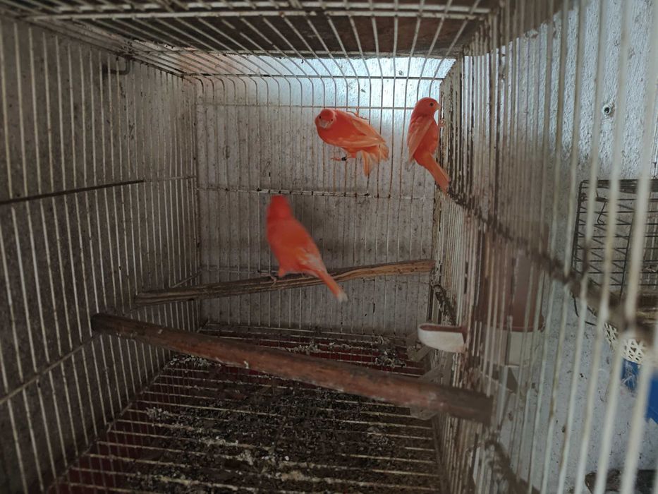 Canários 2025 várias raças!