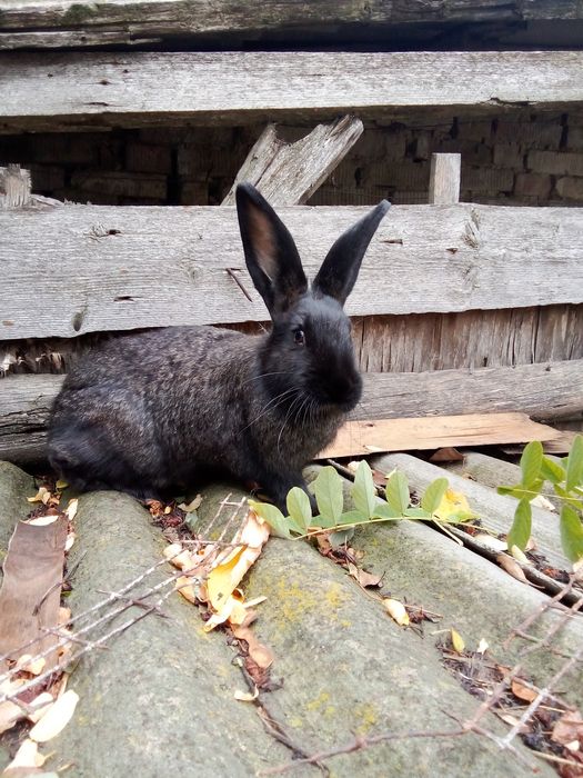 Продам молодих кроліков