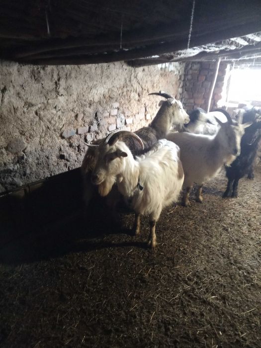 Продам коз дойных (Брынзу )