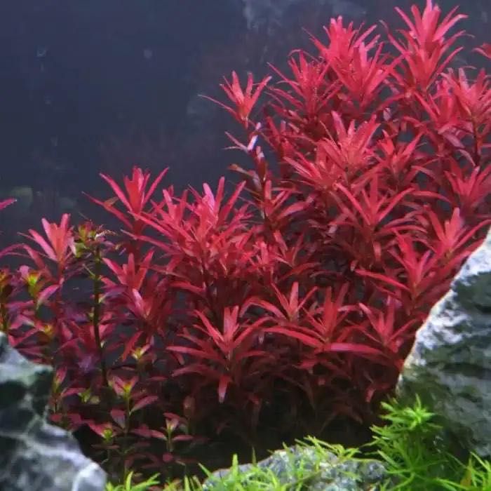 Rotala “Blood Red” (Rotala rotundifolia) – Vermelho Intenso