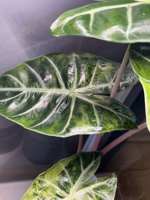 Alokazja Nairobi Night Variegata bulwa